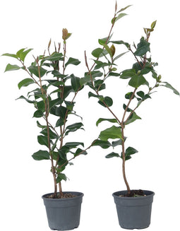 Plant in a Box - Camellia japonica Dr. King - Set van 2 - Japanse roos - Camellia plant winterhard - Pot 15cm - Hoogte 50-60cm