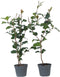 Plant in a Box - Camellia japonica Dr. King - Set van 2 - Japanse roos - Camellia plant winterhard - Pot 15cm - Hoogte 50-60cm