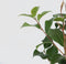 Plant in a Box - Camellia japonica Dr. King - Set van 2 - Japanse roos - Camellia plant winterhard - Pot 15cm - Hoogte 50-60cm