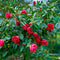 Plant in a Box - Camellia japonica Dr. King - Set van 2 - Japanse roos - Camellia plant winterhard - Pot 15cm - Hoogte 50-60cm