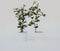 Plant in a Box - Camellia japonica Dr. King - Set van 2 - Japanse roos - Camellia plant winterhard - Pot 15cm - Hoogte 50-60cm