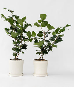 Plant in a Box - Camellia japonica Lady Campbell - Japanse roos - set van 2 - Camellia plant winterhard - Pot 15cm - Hoogte 50-60cm