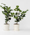 Plant in a Box - Camellia japonica Lady Campbell - Japanse roos - set van 2 - Camellia plant winterhard - Pot 15cm - Hoogte 50-60cm