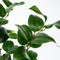 Plant in a Box - Camellia japonica Lady Campbell - Japanse roos - set van 2 - Camellia plant winterhard - Pot 15cm - Hoogte 50-60cm
