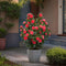 Plant in a Box - Camellia japonica Lady Campbell - Japanse roos - set van 2 - Camellia plant winterhard - Pot 15cm - Hoogte 50-60cm