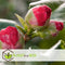 Plant in a Box - Camellia japonica Lady Campbell - Japanse roos - Camellia plant winterhard - Pot 15cm - Hoogte 50-60cm