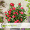 Plant in a Box - Camellia japonica Lady Campbell - Japanse roos - Camellia plant winterhard - Pot 15cm - Hoogte 50-60cm