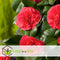 Plant in a Box - Camellia japonica Lady Campbell - Japanse roos - Camellia plant winterhard - Pot 15cm - Hoogte 50-60cm