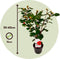 Plant in a Box - Camellia japonica Lady Campbell - Japanse roos - Camellia plant winterhard - Pot 15cm - Hoogte 50-60cm