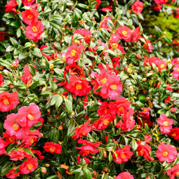 Plant in a Box - Camellia Japonica Rood - Set van 3 - Japanse Rozen - Pot 9cm - Hoogte 25-40cm