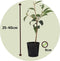Plant in a Box - Camellia Japonica Rood - Set van 3 - Japanse Rozen - Pot 9cm - Hoogte 25-40cm