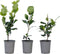Plant in a Box - Camellia Japonica Rood - Set van 3 - Japanse Rozen - Pot 9cm - Hoogte 25-40cm