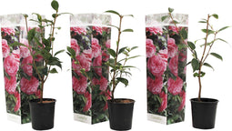 Plant in a Box - Camellia Japonica Roze - Set van 3 - Japanse Rozen - Pot 9cm - Hoogte 25-40cm
