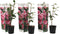 Plant in a Box - Camellia Japonica Roze - Set van 3 - Japanse Rozen - Pot 9cm - Hoogte 25-40cm