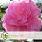 Plant in a Box - Camellia Japonica Roze - Set van 3 - Japanse Rozen - Pot 9cm - Hoogte 25-40cm