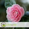 Plant in a Box - Camellia Japonica Roze - Set van 3 - Japanse Rozen - Pot 9cm - Hoogte 25-40cm