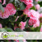 Plant in a Box - Camellia Japonica Roze - Set van 3 - Japanse Rozen - Pot 9cm - Hoogte 25-40cm