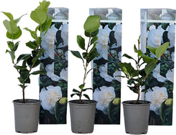 Plant in a Box - Camellia Japonica Wit - Set van 3 - Japanse Rozen - Pot 9cm - Hoogte 25-40cm