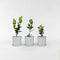 Plant in a Box - Camellia Japonica Wit - Set van 3 - Japanse Rozen - Pot 9cm - Hoogte 25-40cm