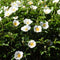 Plant in a Box - Camellia Japonica Wit - Set van 3 - Japanse Rozen - Pot 9cm - Hoogte 25-40cm