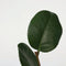 Plant in a Box - Camellia Japonica Wit - Set van 3 - Japanse Rozen - Pot 9cm - Hoogte 25-40cm