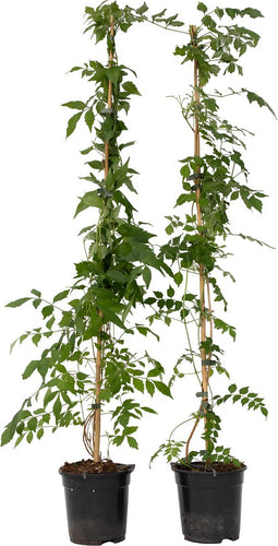 Plant in a Box - Campsis 'Flava' XL - set van 2 - tuinplant - klimplant - ⌀17 cm - hoogte 110 cm