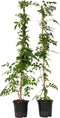 Plant in a Box - Campsis 'Flava' XL - set van 2 - tuinplant - klimplant - ⌀17 cm - hoogte 110 cm