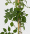Plant in a Box - Campsis 'Flava' XL - set van 2 - tuinplant - klimplant - ⌀17 cm - hoogte 110 cm
