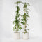 Plant in a Box - Campsis 'Flava' XL - set van 2 - tuinplant - klimplant - ⌀17 cm - hoogte 110 cm