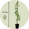 Plant in a Box - Campsis 'Flava' XL - set van 2 - tuinplant - klimplant - ⌀17 cm - hoogte 110 cm