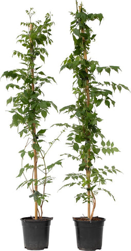 Plant in a Box - Campsis 'Mme Galen' XL - Set van 2 - Tuinplant - Klimplant - 17 cm - Hoogte 110-120 cm
