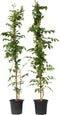Plant in a Box - Campsis 'Mme Galen' XL - Set van 2 - Tuinplant - Klimplant - 17 cm - Hoogte 110-120 cm