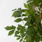 Plant in a Box - Campsis 'Mme Galen' XL - Set van 2 - Tuinplant - Klimplant - 17 cm - Hoogte 110-120 cm