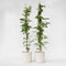 Plant in a Box - Campsis 'Mme Galen' XL - Set van 2 - Tuinplant - Klimplant - 17 cm - Hoogte 110-120 cm