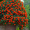 Plant in a Box - Campsis 'Mme Galen' XL - Set van 2 - Tuinplant - Klimplant - 17 cm - Hoogte 110-120 cm
