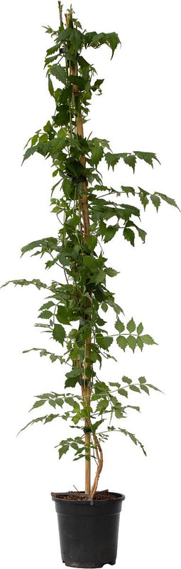 Plant in a Box - Campsis 'Mme Galen' XL - Tuinplant - Klimplant - 17 cm - Hoogte 110-120 cm