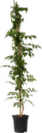 Plant in a Box - Campsis 'Mme Galen' XL - Tuinplant - Klimplant - 17 cm - Hoogte 110-120 cm