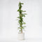 Plant in a Box - Campsis 'Mme Galen' XL - Tuinplant - Klimplant - 17 cm - Hoogte 110-120 cm