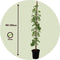 Plant in a Box - Campsis 'Mme Galen' XL - Tuinplant - Klimplant - 17 cm - Hoogte 110-120 cm