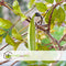 Plant in a Box - Campsis 'Mme Galen' XL - Tuinplant - Klimplant - 17 cm - Hoogte 110-120 cm