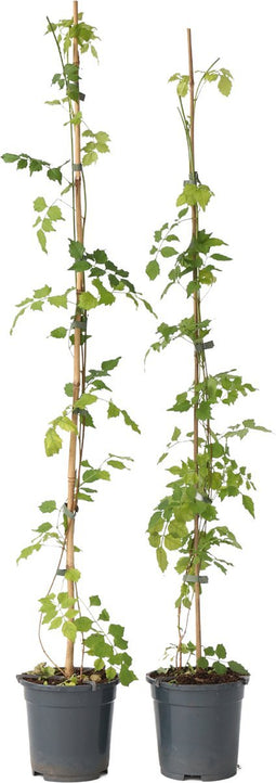 Plant in a Box - Campsis Radicans XL - set van 2 - tuinplant - Oranje - ⌀17 cm - Hoogte 110-120 cm
