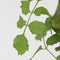 Plant in a Box - Campsis Radicans XL - set van 2 - tuinplant - Oranje - ⌀17 cm - Hoogte 110-120 cm