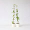 Plant in a Box - Campsis Radicans XL - set van 2 - tuinplant - Oranje - ⌀17 cm - Hoogte 110-120 cm
