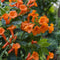 Plant in a Box - Campsis Radicans XL - set van 2 - tuinplant - Oranje - ⌀17 cm - Hoogte 110-120 cm