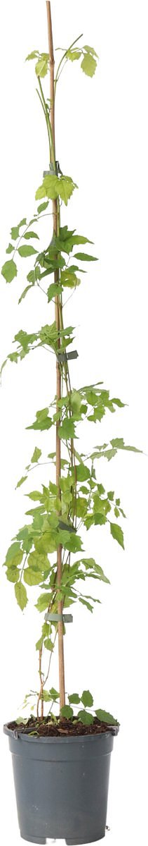 Plant in a Box - Campsis Radicans XL - Tuinplant - Klimplant - Oranje - ⌀17 cm - Hoogte 110-120 cm