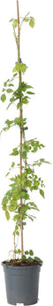 Plant in a Box - Campsis Radicans XL - Tuinplant - Klimplant - Oranje - ⌀17 cm - Hoogte 110-120 cm