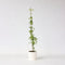 Plant in a Box - Campsis Radicans XL - Tuinplant - Klimplant - Oranje - ⌀17 cm - Hoogte 110-120 cm