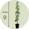 Plant in a Box - Campsis Radicans XL - Tuinplant - Klimplant - Oranje - ⌀17 cm - Hoogte 110-120 cm