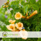 Plant in a Box - Campsis XL Flava - Tuinplant - Klimplant - 17 cm - Hoogte 110 cm