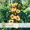 Plant in a Box - Campsis XL Flava - Tuinplant - Klimplant - 17 cm - Hoogte 110 cm